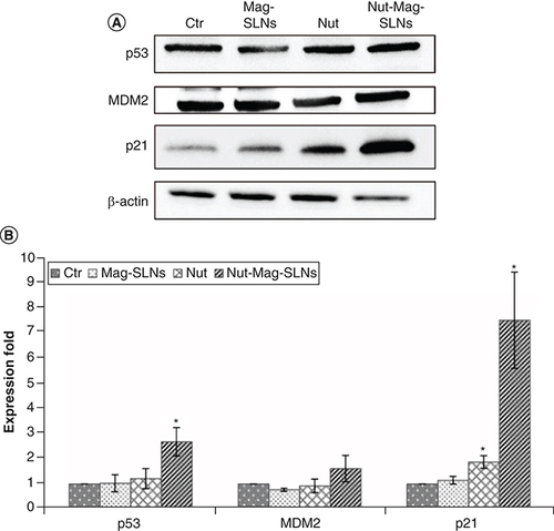 Figure 8. Western blotting analysis of markers involved in apoptosis. (A) Expression of p53 and its downstream proteins (MDM2 and p21) was analyzed on U-87 MG cells after 72 h of treatment with 100 μg ml-1 of Mag-SLNs, 1.33 μM of nutlin-3a, or 100 μg ml-1 of Nut-Mag-SLNs (corresponding to 1.33 μM of drug) and compared with control cultures. (B) Quantitative evaluation of western blotting results.SLN: Solid lipid nanoparticles.Adapted from [Citation176] Creative Commons Open Access.