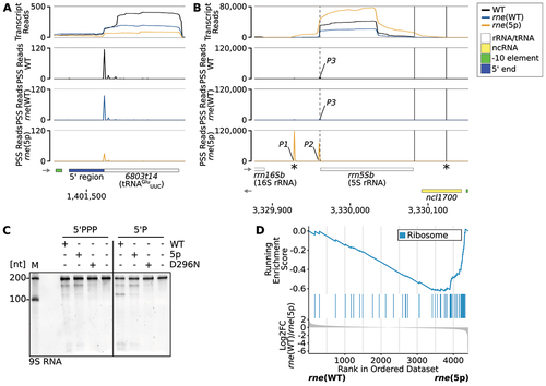 Figure 5. Impact of RNase E on rRNA and tRNA maturation. (A) RNA-seq data for tRNAGluUUC (6803t14). The PSS peak, which is located at the 5’ end of mature tRNA, was reduced in rne(5p) compared to rne(WT) (log2FC(rne(WT)/rne(5p) = 1.6, p.adj = 0.015). (B) RNA-seq data for 5S rRNA (rrn5Sb). Dashed vertical lines indicate the 5S rRNA 5’ end detected in WT and rne(WT). Solid vertical lines indicate the 3’ ends of 5S rRNA detected in WT and rne(WT) (left) or rne(5p) (right). Stars (*) indicate the transcript boundaries used for in vitro cleavage assays (see 5C). Cleavage sites P1, P2 and P3 are displayed in the diagrams underneath by black, blue and orange peaks, respectively, representing 5’-P (PSS) RNA ends. Transcriptome coverage is given on top for the three indicated strains. Transcriptome coverage and PSS represent the average of normalised read counts of the investigated replicates for the indicated strains. Small grey arrows indicate strand orientation. Further details are provided in Supp. Results S2. (C) In vitro cleavage assay of a 209 nt 5S rRNA precursor equivalent to the E. coli 9S RNA. Transcript boundaries were determined according to the RNA-seq transcript coverage (Figure 5B). Assays were conducted on transcripts with either 5’-triphosphorylated (5’PPP) or 5’-monophosphorylated (5’P) ends with Synechocystis wild-type RNase E (WT), or enzymes harbouring the amino acid exchanges T161V (5p) or D296N (inactive enzyme). One representative urea-containing polyacrylamide gel is shown (n = 3). M: marker. (D) Gene set enrichment analysis (GSEA) using KEGG terms and unspecified transcript reads mapped to CDS. Detected CDS were ranked by their log2FC values (lowest part of the diagram). KEGG pathways are colour-coded and the middle part of the diagram illustrates where CDS belonging to a specific KEGG pathway are located within the ranked list. The upper most part shows the running enrichment score, i.e. the enrichment of a KEGG pathway compared to a random distribution over the whole ranked list. The non-redundant KEGG pathway ‘ribosome’ with a significant enrichment score is shown (compare Supp. Tables S13 and S14).