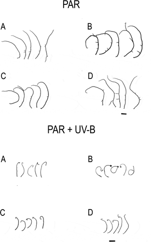 Fig. 1. Apical segments of Gracilaria birdiae from the red (RDCE and RDES), green (GRCE) and greenish-brown (GBCE) strains, after 28 days of exposure to: photosynthetically active radiation, PAR (control); and PAR+UV-B (0.08 W m–2). A, RDCE. B, RDES. C, GRCE. D, GBCE. Scale = 1 cm.