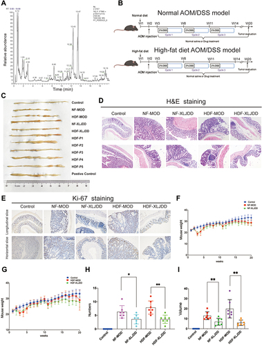 Figure 1 Alleviating effects of XLJDD on AOM/DSS induced tumor progression. (A) Total chromatograms of typical extracts from Xian-Lian-Jie-Du decoction using UPLC-LTQ-Orbitrap-MS. (B) A schematic overview of the AOM/DSS mice model construction. (C) The morphological display of the colorectal tissues in each group. (D) H&E staining of colorectal paraffin sections (longitudinal and horizontal slice of paraffin sections). (E) Immunohistochemical staining of Ki-67 expression in colorectal tissues. (F and G) Body weight of mice was monitored weekly. (H and I) The number and volume of nodules were measured. Results are represented as mean ± SD, n=7; *P<0.05, **P<0.01.