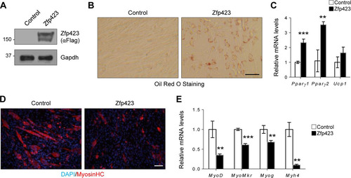 FIG 6 Zfp423 stimulates adipogenic differentiation in C2C12 myoblasts. (A) Confirmation of Zfp423 overexpression by anti-FLAG Western blotting. (B and C) C2C12 cells stably expressing Zfp423 were cultured in adipogenic differentiation medium for 6 days, after which Oil Red O staining of lipid accumulation (B) or qRT-PCR analysis of adipocyte-specific genes (C) was performed. (D and E) C2C12 cells stably expressing Zfp423 were cultured in myogenic differentiation medium for 3 days, after which terminally differentiated myotubes were visualized by anti-MHC immunostaining (D) and myogenesis-selective genes were analyzed by qRT-PCR (E). The data are presented as means ± the SD (n ≥ 3). **, P < 0.01; ***, P < 0.001 (Student's t test). Scale bars, 100 μm.