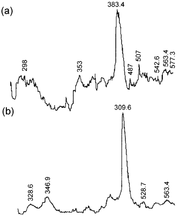 Figure 6. Densitometry of HMW protein gel electrophoresis (a) CaCl2‐treated meat, (b) untreated meat.