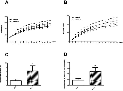 Figure 1 Body weight and retroperitoneal fat mass in control (n=10) and HFD-M (n=10) rats. The comparison between CON and HFD-M groups in (A) Body weight; (B) body weight gain; (C)retroperitoneal fat weight; (D) retroperitoneal fat mass (% of total body weight). *P<0.05, **P<0.01.