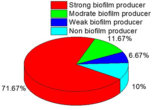 Figure 6 The distribution of biofilm formation among the isolated B. cereus strains.