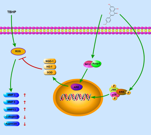 Figure 7 Schematic diagram of the mechanism of action. TBHP facilitates the generation of ROS, which upregulates the expression of inflammatory mediators and accelerates the degradation of ECM. Acacetin scavenges ROS through the Nrf2 pathway and inhibits the p38, JNK, ERK pathways to relieve the degenerative process.