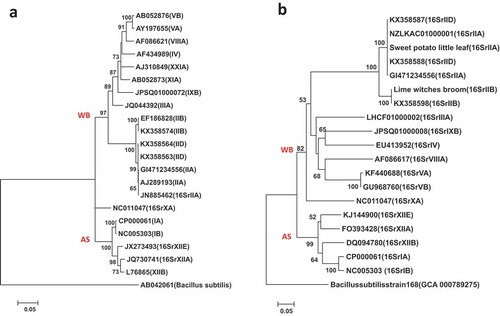 Fig. 2 Phylogenetic trees of tuf gene sequences from the previously published 19 phytoplasma strains (Table 1) using the NJ method; (a) shows the tree based on the short DNA sequence (about 350 bp), (b) shows the tree based on the long DNA sequence (about 730 bp). The trees were rooted using Bacillus subtilis strain 168 (GCA:000789275)