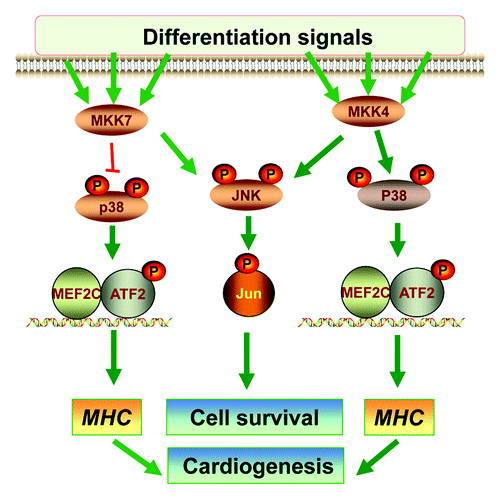Figure 4. The roles of MKK4 and MKK7 in differentiation. A Schematic diagram summarizes the roles of MKK4 and MKK7 in vitro ESC differentiation. The MKK4 and MKK7 have complementary roles in activation of the JNK-c-Jun cascades that may be required for differentiated cell survival. Hence, loss of both MKK4 and MKK7 leads to senescence of the differentiated cells. On the other hand, MKK4 is essential for activation of the p38-ATF2/MEF2C cascades, while MKK7 may attenuate p38 activation. Consequently, the Mkk4(-/-) ESCs are defective in myosin heavy chain (MHC) induction and cardiomyocyte differentiation, but Mkk7(-/-) ESCs have enhanced MHC expression and cardiogenesis.