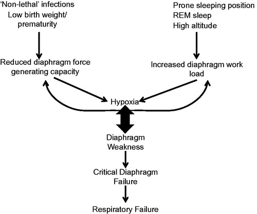 Figure 1. The SIDS-CDF hypothesis posits that several factors can affect the diaphragm force generating capacity and increase diaphragm workload resulting in hypoxia. Hypoxia can further reduce diaphragm force generating capacity and increase diaphragm workload. In some circumstances this can lead to diaphragm weakness, CDF and ultimately respiratory failure.