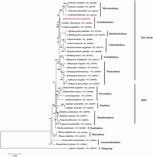 Figure 1. Maximum likelihood phylogenetic tree based on all protein-coding genes of the 36 grass complete chloroplast genomes using Cyperus rotundus as outgroup. Bootstraps values (1000 replicates) are shown at the nodes.