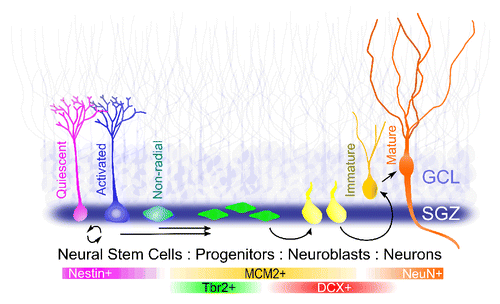 Figure 1. Adult neurogenesis in the dentate gyrus of the hippocampus. Shown is a schematic summary of the development of newborn cells as characterized by expression of specific molecular markers at each stage.