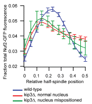 Figure 2 Kinetochore declustering is independent of nuclear position. The distribution of kinetochore component fluorescence was measured in metaphase spindles of wild-type strain MSY107-33B and kip3Δ mutant strain MMWY19-2A, labeled with Spc110-mCherry and Nuf2-GFP, as described in Materials and Methods. On the x-axis, the origin and 0.5 mark the spindle pole and spindle equator, respectively. Wild type in blue, N = 94; kip3Δ mutant with nucleus normally positioned near bud neck in red, N = 60; kip3Δ mutant with nucleus mispositioned in the middle of mother in green, N = 18. the error bars represent the standard error of the mean.