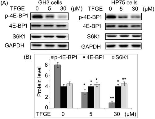 Figure 6. Effect of TFGE on 4E-BP1 phosphorylation. GH3 and HP75 cells exposed to TFGE at 5 and 30 µM for 72 h were subjected to western blotting for assessment of 4E-BP1 and S6K1 activation. *P < .05 and **P < .02 vs. unexposed cells.
