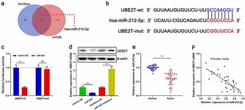 Figure 4. UBE2T was a downstream target of miR-212-5p. (a) StarBase database and miRDB database were applied to predict miRNAs that could interact with UBE2T. (b) The binding site between miR-212-5p and UBE2T 3ʹUTR. (c) Relative luciferase activity was determined 48 h after HEK293T cells were transfected with miR-212-5p mimics/mimics NC and reporter vectors carrying UBE2T sequence. (d) qRT-PCR and Western blot were utilized to detect the effects of miR-212-5p mimics and inhibitors on UBE2T expression in HCC cells. (e) qRT-PCR was performed to detect miR-212-5p expression in HCC tissues. (f) Pearson’s correlation coefficient analysis was used to measure the correlation between miR-212-5p expression and UBE2T expression in HCC tissues