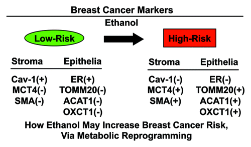 Figure 14. Ethanol may increase breast cancer risk via metabolic reprogramming. In summary, we show that ethanol exposure dramatically affects the expression status of both stromal and epithelial biomarkers functionally associated with poor clinical outcome. For example, ethanol induces myofibroblastic differentiation [SMA(+)], autophagy [Cav-1(-)], as well as oxidative stress and mitochondrial dysfunction [MCT4(+)] in the tumor microenvironment, which fuels metabolic-coupling. Conversely, ethanol drives a shift toward ER(-) status, as well as mitochondrial biogenesis [TOMM20(+)] and ketone body re-utilization [ACAT1(+)/OXCT1(+)] as a mitochondrial energy source. Thus, ethanol “fertilizes” the microenvironment, leading to “two-compartment tumor metabolism” and field cancerization.
