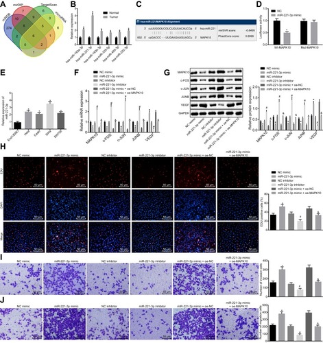 Figure 3 miR-221-3p depletion inhibits cell proliferation, invasion and migration by increasing MAPK10 in cervical cancer. SiHa cells are transfected with miR-221-3p mimic, miR-221-3p inhibitor and oe-MAPK10 + miR-221-3p mimic. (A), Prediction of the upstream regulatory miRNAs of MAPK10. The 4 ellipses represent the predicted results from miRDB database, mirDIP database, TargetScan database and microRNA database, and the middle part represents the intersected results of the 4 databases. (B), Quantitatively analysis on expression of intersected 6 miRNAs in cervical cancer. *p < 0.05 vs the normal cervical tissues. (C), Website Prediction of the binding site between miR-221-3p and MAPK10. (D), The luciferase activity of PGLO-MAPK10 WT and PGLO-MAPK10 MUT in response to the transfection of miR-221-3p mimic detected by dual luciferase reporter gene essay. *p < 0.05 vs the transfection of NC. (E), The expression of miR-221-3p in cervical cancer cell lines (Hela, Caski, SiHa and SW756) and normal cervical epithelial cell line End1/E6E7 tested by RT-qPCR. *p < 0.05 vs normal cervical epithelial cell line End1/E6E7. (F), The mRNA expression of MAPK10, c-FOS, c-JUN, JUNB and VEGF in SiHa cells after transfection detected by RT-qPCR. (G), The protein expression of MAPK10, c-FOS, c-JUN, JUNB and VEGF in SiHa cells after transfection measured by Western blot analysis. (H), Cell viability (× 200) assessed by EdU assay. (I), Cell invasion ability (× 200) determined by Transwell assay. (J), Cell migration ability (× 200) identified by Transwell assay. *p < 0.05 vs SiHa cells transfected with NC mimic. # p < 0.05 vs SiHa cells transfected with NC inhibitor. & p < 0.05 vs SiHa cells transfected with miR-221-3p mimic + oe-NC. The above data are all documented measurement data. Comparisons between two groups were analyzed by non-paired t-test. One-way ANOVA was used for comparison among multiple groups, followed by Tukey’s post hoc test. The experiments are repeated 3 times independently.