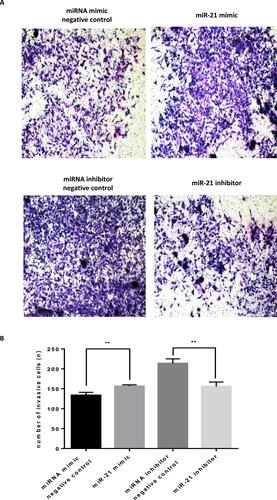 Figure 8 Role of miR-21 in the infiltration of HTR-8/SVneo cells (A and B) Transwell assay for cell infiltration shows that miR-21 promotes cell infiltration. n = 3 per group. **P<0.01.