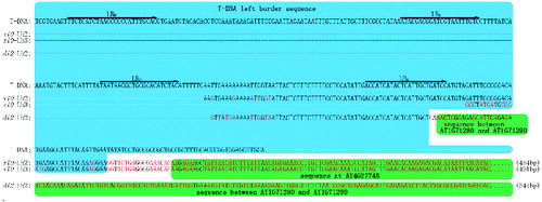 Figure 2. Flanking sequences cloned by TAIL-PCR. Arrows represent the position of the nested specific primers in the T-DNA border. Brackets show the length of flanking sequence. ×10-Lb2 represents the flanking sequences cloned by using three nested primers Lb0, Lb1 and Lb2 in the ×10 mutant. ×10-Lb3 represents the sequences cloned by using Lb1, Lb2 and Lb3 in the ×10 mutant. di2-Lb2 represents the sequences cloned by using Lb0, Lb1 and Lb2 in the di2 mutant.
