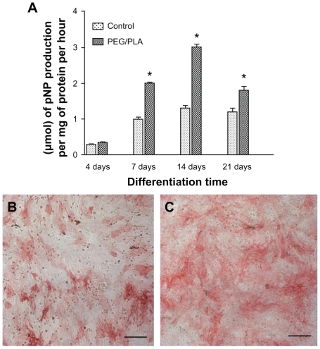 Figure 7 Alkaline phosphatase activity expressed by the cells after culturing for 4, 7, 14, and 21 days. A glass coverslip was used as a fiber-supporting substrate and data on the glass coverslip was included as a control. (A) Alkaline phosphatase activity quantitative evaluation on day 4, 7, 14, and 21. Alkaline phosphatase staining was also performed on control (B) and poly(ethylene glycol)/polylactide hybrid scaffolds (C) on day 14.Notes: Scale bar = 50 μm.*Represents statistically significant difference (P < 0.05), n = 3.Abbreviations: PEG/PLA, poly(ethylene glycol)/polylactide; pNP, p-nitrophenyl phosphate.