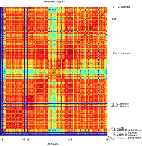 Fig. 2.  CCI matrix of 183 C. glabrata isolates versus reference strains presented in a heat map diagram. Strains different from C. glabrata, expressed by dark blue lines, are marked by species names and protein profile numbers (different from sample numbers). The dark red diagonal line represents the intersections of identical groups. The diagram illustrates variation in protein spectra between C. glabrata and other species as well as among all isolates identified as C. glabrata in which blue and green shades represent distance between some of the protein spectra (Maldi Biotyper Compass version 4.1).