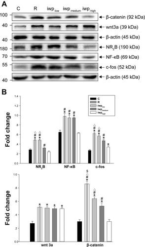 Figure 3 (A, B) Bands of Western blot for levels of test proteins after different doses of i.t. iwp-2 administration in remifentanil-induced hyperalgesia. Values for relative density of the proteins among groups. Protein is expressed relative to β-actin (n = 3). Groups allocation: C: Group Control; R: Group remifentanil; iwplow: Group remifentanil plus 60μM iwp-2; iwpmedium: Group remifentanil plus 120μM iwp-2; iwphigh: Group remifentanil plus 180μM iwp-2. *P < 0.001 compared with Group C, $P < 0.001 compared with iwplow, ΔP < 0.001 compared with Group iwpmedium, #P < 0.001 compared with Group iwphigh.