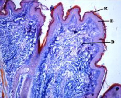Figure 2. Skin of Bakerwali goat showing; keratin (K), epidermis (E) and dermis(D) in H&E X 100 and in Ayoub Schklar stain X in neonatal neck dorsal region.