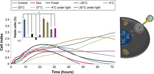 Figure 8 Real-time cell-impedance analyses showing growth profiles over the course of 72 hours.Notes: LNCaP cells untreated and treated with 2.5 μM Dox, freshly prepared in ApoDox in water, and ApoDox prepared in water after storage at various conditions. Inset shows percentage of viable cells after 55 hours’ treatment. *P<0.05 compared with start of experiment or between storage in dark and under direct ambient light.Abbreviations: Dox, doxorubicin; Apo, apoferritin.