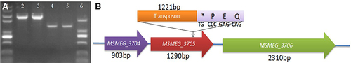 Figure 5 Transposon insertion site is located in the gene MSMEG_3705. (A) PCR amplification of MSMEG_3705 gene by specific primers. Lane 1: Marker DL8000. Lane 2/3: MSMEG_3705 amplification product using M12 as template. Lane 4/5: MSMEG_3705 amplification using M. smegmatis mc2 155 as template. Lane 6: Marker DL2000. (B) Schematic diagram of insertion of Tn5 transposon into M. smegmatis mc2 155. The asterisk indicates the transposon Tn5 insertion site.