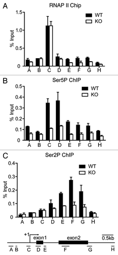 Figure 5. MED23 is required for RNAP II CTD phosphorylation and RNAP II elongation but not RNAP II recruitment. ChIP experiments were performed using antibodies against total RNAP II (A), phosphor-Ser5 CTD (Ser5P) (B), and phospho-Ser2 (Ser2P) (C) at the Egr1 locus using primers as indicated below.