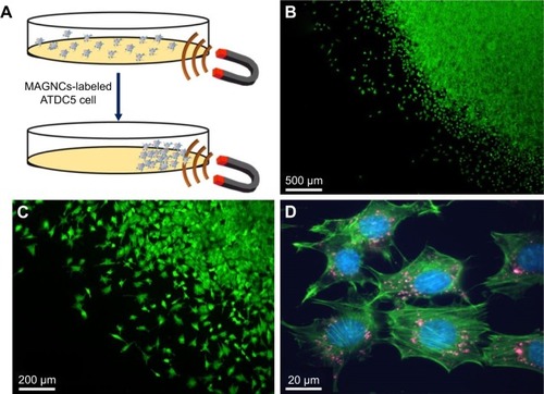 Figure 5 Cell guiding ability of MAGNC-labeled ATDC5.Notes: (A) Illustration of the magnetic guidance of MAGNC-labeled ATDC5 cells in vitro. The cells in the area of magnetic enrichment were observed using florescence microscopy with magnitudes of (B) 4×, (C) 10×, and (D) 100×.Abbreviation: MAGNC, magnetic amphiphilic gelatin nanocapsules.