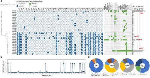 Figure 6. Abundance profiles, phylogeny, polymorphisms, and taxonomical compositions of VIM variant types deposited in the NCBI RefSeq database. (A) Abundance profiles, phylogeny, and polymorphisms of VIM variant types. The binary chart displays distribution of polymorphic residues across all VIM variant types. Heat map exhibits the taxonomic distribution of VIM proteins at the genus levels. Abundance of each variant type was displayed using a bar chart. The phylogenetic tree of VIM proteins was constructed based on all of VIM protein sequences retrieved from Comprehensive Antibiotic Resistance Database using the Maximum-Likelihood method with 500 bootstrap repetitions. VIM-2, the most abundant and most prevalent VIM variant type, was selected as the reference protein for comparison of polymorphic residues. Conserved and mutated polymorphic residues of other VIM proteins except for signal sequence were displayed as empty and filled circle, respectively. The actual amino acid residue of mutated site in each VIM family protein was represented in the circles with white letters. A total of 27 genera were observed to contain VIM variant types, and were utilised for assess their distribution across the genera in heat map. Bar charts represent the abundance of each VIM variant types. Major VIM families (more than 38 proteins) are highlighted with red labels; (B) Shannon diversity indices of each amino acid residue of all VIM variant types deposited in the NCBI RefSeq database. (C) Taxonomic compositions of the major VIM variant types.