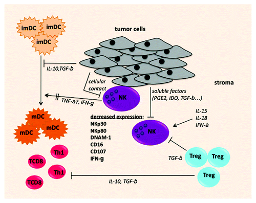 Figure 1. Possible mechanisms leading to intratumoral NK cell alterations: NK cells infiltrating lung carcinoma display altered expression of NKp30, NKp80, DNAM-1 and CD16 and impaired capacities of CD107 expression and IFNγ secretion. Tumor cells produce soluble molecules such as IDO, PGE2, TGBβ and/or express membrane molecules (NK ligands) that can downregulate or shed receptors at the surface of NK cells. NK cells can also be inhibited by TGFβ produced by regulatory T cells, that are present in the NSCLC tumor microenvironment. In addition, intratumoral NK display impaired IFNγ secretion that can cause inefficient DC maturation.