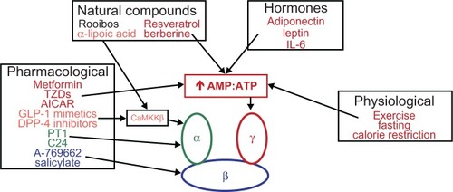 Figure 2 Physiological, pharmacological, natural, and hormonal activators of AMPK.