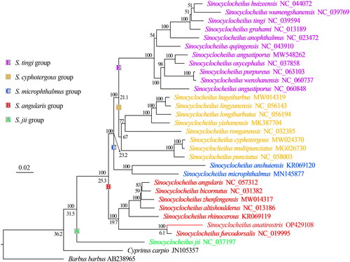 Figure 3. Phylogenetic tree and divergence time based on mitochondrial genome reconstruction. Above the node is the support value and below the node is the divergence time.