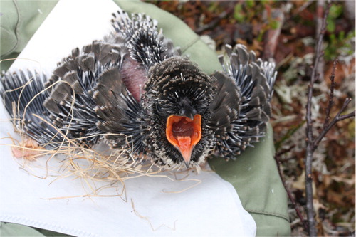 Fig. 1 Fledgling cuckoo in the nest of a meadow pipit. Photo: Jan Berstad.
