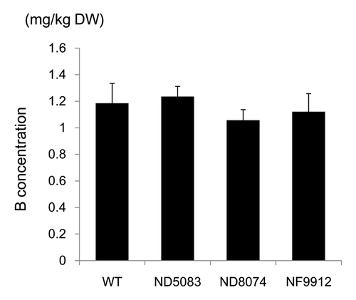 Figure 2. Boron concentration in the osbor4 mutant seeds. Brown rice B concentration in WT (Nipponbare), ND5083, ND8074 and NF9912 (osbor4 mutants). Plants were grown in soil until ripening stage. Data represent means ± SD (n = 6).