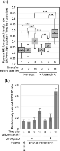 Figure 2. Change in ADP/ATP ratio in S.cerevisiae cells.(a) Fluorescent images were obtained and quantitated as described in the Materials and Methods section. *** p < 0.001. (b) KMY1005 cells carrying pRS425 or pRS425-PercevalHR were subjected to biochemical analysis for cellular ADP/ATP ratio as described in the Materials and Methods section. Antimycin A (final concentration of 20 µg/ml) was added into the medium upon culture start.