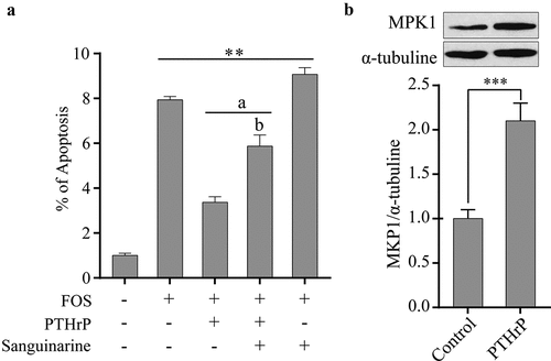 Figure 4. PTHrP inhibited FOS-induced apoptosis by MKP1 in HPdLFs. (a) PTHrP inhibited FOS-induced apoptosis in HPdLFs, and the effect was suppressed by MKP1 inhibitor, sanguinarine, (0.5 mM). (b) PTHrP increased protein level of MKP1 in HPdLFs. Data represented mean±standard error of mean (SEM) of six independent experiments. **P < 0.01 and ***P < 0.001 versus control; aP<0.05 versus FOS stimulation; bP<0.05 versus the corresponding FOS + PTHrP (without inhibitor)