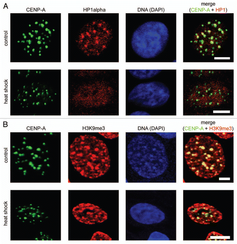 Figure 2 Redistribution of HP1α under heat shock conditions did not lead to decompaction of centromeric DNA. (A) Human MCF-7 cells, both untreated and heat shock-treated, were double immunostained with a human antibody against CENP-A (column 1) and a mouse monoclonal antibody against HP1α (column 2). Human and mouse primary antibodies were visualized by incubation with secondary antibodies conjugated to FITC and Alexa Fluor 555, respectively. Co-localization of CENP-A foci with HP1α is shown as yellow in the merged images (column 4). (B) Human MCF-7 cells, both untreated and heat shock-treated, were double immunostained with a human antibody against CENP-A (column 1) and a rabbit polyclonal antibody against histone H3 tri-methylated at lysine 9 (H3K9me3, column 2). Human and rabbit primary antibodies were visualized by incubation with secondary antibodies conjugated to FITC and Alexa Fluor 594, respectively. Co-localization of CENP-A foci with H3K9me3 is shown as yellow in the merged images (column 4). In (A and B) DNA was stained with DAPI fluorescent dye (column 3). Images were collected using a Zeiss LSM 510 META NLO multiphoton microscope. Only one representative section is shown in each case. Bar scale: 5 µm.