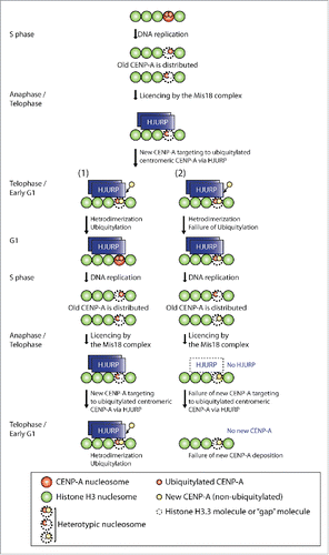 Figure 1. Models of epigenetic inheritance of centromere protein A (CENP-A) ubiquitylation. In the octamer model, 2 CENP-A dimers in one nucleosome are split/diluted between the 2 daughter centromere-DNA sequences, and one CENP-A molecule is either replaced with one H3 molecule or leaves a molecule-free gap during replication/S phase. HJURP (Holliday junction recognition protein) preferentially binds to ubiquitylated, preassembled “old” CENP-A, which resides predominantly in nucleosomes. A new CENP-A monomer targets ubiquitylated centromeric CENP-A via preassembled HJURP. Note that histone H4 is omitted for simplicity. (1) New CENP-A is properly ubiquitylated in a heterodimerization-dependent manner (i.e., dimers of old CENP-A with new CENP-A). In this way, both ubiquitylation and the location of the centromere are inherited epigenetically. (2) If K124 ubiquitylation does not occur on newly synthesized CENP-A, the non-ubiquitylated CENP-A nucleosome distributed during the S phase does not recruit HJURP to the centromere because the affinity of non-ubiquitylated CENP-A to HJURP is low. Subsequently, this loss of localization of HJURP at the centromere leads to the failure of new CENP-A targeting to ubiquitylated centromeric CENP-A via HJURP, and eventually to the failure of new CENP-A deposition.