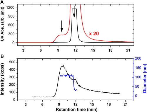 Fig. 3 HPLC-SEC-DLS results of the erythrocyte EVs. The UV absorption signal at 210 nm for the studied sample is shown in A (black line), together with the magnification of the signal by a factor of 20 (red line). The scattered intensity at 90° of the DLS detector is shown in (B) (black line) together with the mean diameter obtained from autocorrelation data (blue line). The fractions related to the vesicles and the plasma proteins can be clearly identified at 9.6 and 11.9 minutes elution times, respectively (indicated by arrows). The signal of the plasma proteins in case of the UV detection almost completely overwhelms that of the vesicles, but the situation is reversed in case of the DLS detection, where the light scattering from the vesicles is dominating, and the plasma proteins are represented only by a small-side peak.