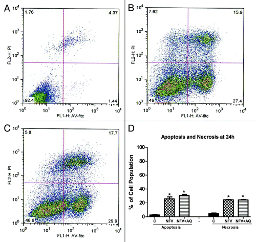 Figure 3. Flow cytometry analysis for apoptosis and necrosis rates on intestinal epithelial IEC-6 cell apoptosis and necrosis following 24 h of NFV treatment at 70 μg/mL, with or without supplementation with 10 mM of alanylglutamine (AQ). Control group (A), NFV (B), NFV+AQ (C). Lower-right quadrant represent apoptotic cells (high annexin V-FITC and low propidium iodide staining), lower-left quadrant indicate viable cells (low annexin V-FITC and propidium iodide staining), and upper-right quadrant show necrotic cells (high propidium iodide and annexin V-FITC staining). Graph (D) indicates the effect of both 1 h and 24 h exposure to NFV at 70 μg/mL and supplementation with AQ at 10 mM.