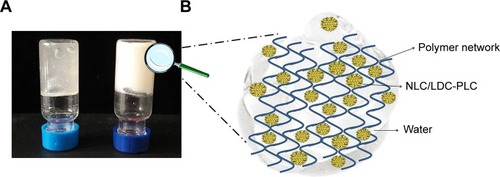 Figure 1 (A) Digital photo of XAN/LDC-PLC (left) and XAN-NLC/LDC-PLC (right) hydrogels; (B) schematic representation of the lipid-biopolymer hydrogel internal organization.Abbreviations: LDC-PLC, lidocaine–prilocaine; NLC, nanostructured lipid carrier; XAN, xanthan.