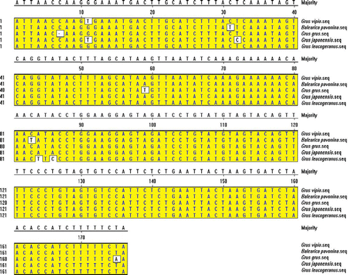 Figure 7.  Alignment of the five sequences in this study using DNAstar 2.0 Megalign by Clustal W, showing substitutions, transversions and deletion of bases. *G. vipio, G→T on the site of the 11th bp. B. pavonina, C→T on the site of 31st bp and 83rd bp. G. grus, Deletion of C on the site of the 7th bp; A→T on the site of the 59th bp; T→A on the site of the 175th bp. G. japonensis, G→T on the site of the 11th bp; T→C on the site of the 32nd bp. G. leucogeranus, A→T on the site of the 84th bp; A→C on the sites of 86th bp.