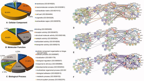 Figure 8. Results of differential proteins by GO analysis and String network analysis. (A) The Cellular Component analysis result of differential proteins. (B) The Molecular Function analysis result of differential proteins. (C) The Biological Process analysis result from differential proteins. (D) The evidence wiring diagram of protein. (E) The Confidence wiring diagram of protein. (F) The molecular action wiring diagram of protein.