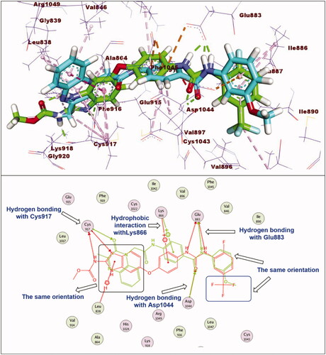 Figure 6. Superimposition of compound 11e and sorafenib inside the active sites of VEGFR-2. Compound 11e was completely buried inside VEGFR-2 active site with similar binding mode to sorafenib.