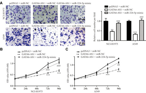 Figure 7 GATA6-AS1 regulated lung cancer cell invasion and proliferation via sponging miR-324-5p (A). Transwell assay showed that miR-324-5p mimic could reverse the inhibitory effect of GATA6-AS1 on cell invasion in NCI-H1975 and A549 cells. (B and C) CCK-8 assay showed that miR-324-5p mimic could reverse the inhibitory effect of GATA6-AS1 on cell proliferation in NCI-H1975 (B) and A549 (C) cells. **vs pcDNA3 + miR-NC, p<0.01; ***vs pcDNA3 + miR-NC, p<0.001; #vs GATA6-AS1 + miR-NC, p<0.05; ##vs GATA6-AS1 + miR-NC, p<0.01; ###vs GATA6-AS1 + miR-NC, p<0.001.
