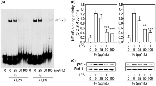 Figure 6. The IRG active fractions inhibit NF-κB DNA-binding in LPS-stimulated macrophages. Cells were pretreated with the indicated concentrations (0–100 μg/mL) of F7 or F8 for 1 h just prior to stimulation with 1 μg/mL LPS. After 1 h of stimulation, nuclear fractions were prepared from the cells and analyzed for NF-κB binding activity by (A) EMSA, (B) nonisotopic enzymatic assay and (C) Western blot analysis. EMSA and immunoblotting results are representative of three different experiments. **p < 0.05 and ***p < 0.01 vs. LPS treatment alone.