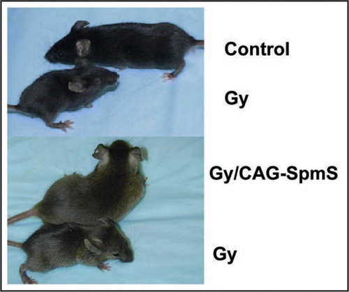Figure 2 Gy, control and Gy/CAG-SMS mice. The upper panel shows four week old control and Gy mouse (B6C3H background). The lower panel shows Gy and Gy/CAG-SMS mice originating from crosses of Gy (B6C3H) and CAG-SMS (B6D2).