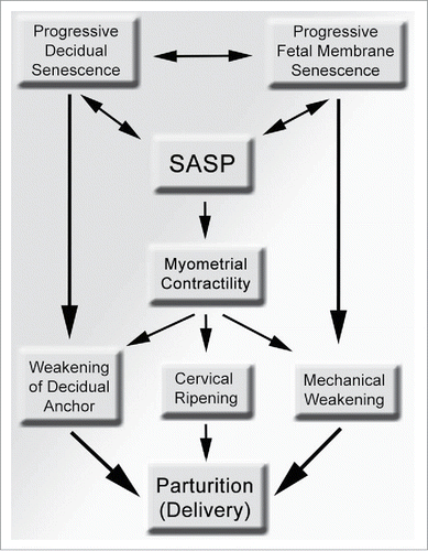 Figure 2. A scheme showing the potential contributions of senescence in various intrauterine tissue compartment to the process of parturition and preterm birth. Progressive senescence in the maternal decidua can structurally weakens its anchoring role to the mother, while senescence in the fetal membranes results in mechanical weakening and can lead to rupture of membranes. Myometrial contractility can also promote decidual and fetal membrane weakening via mechanical shear stress, which can be heighted by local, intrauterine SASP, resulting in parturition. SASP, senescence-associated secretory phenotype.