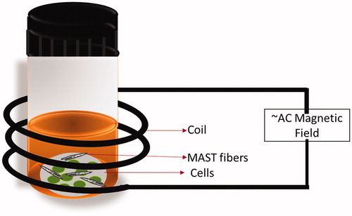 Figure 1. Schematic representation of the magnetic field applied to the cells with MNFs.